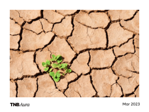Southeast Asia VC Drought Survivors